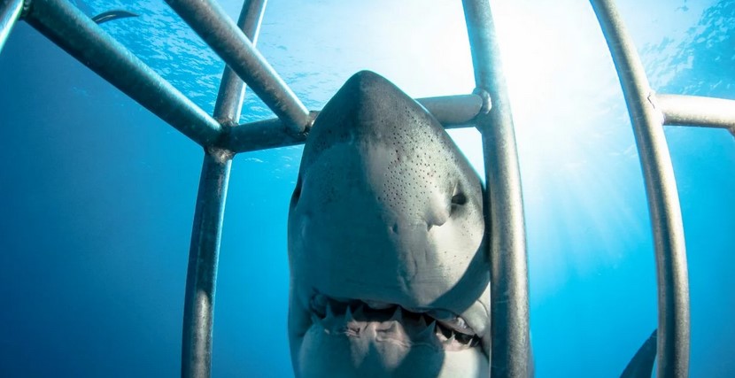 Nurkowanie z rekinami: Przewodnik pełen adrenaliny